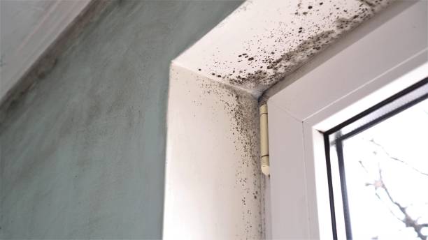 Mold Odor Removal Services in Bohemia, NY