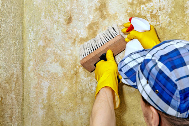 Reliable Bohemia, NY Mold Removal Solutions